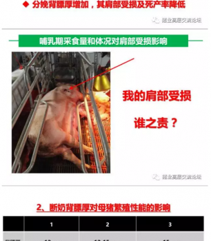 丹系VS美系母豬營養及飼喂差異_08.png