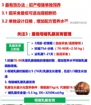 丹系VS美系母豬營養及飼喂差異_15.png