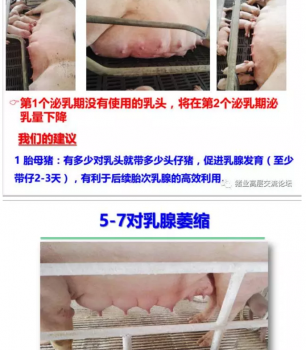 丹系VS美系母豬營養及飼喂差異_16.png