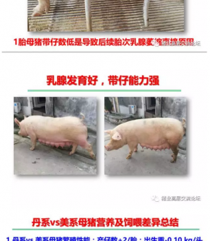 丹系VS美系母豬營養及飼喂差異_17.png