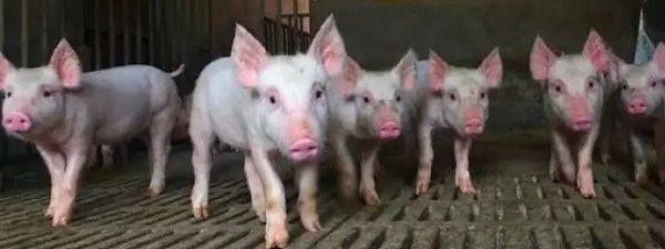 陳代文教授：抗病營養(yǎng)的理論與實踐