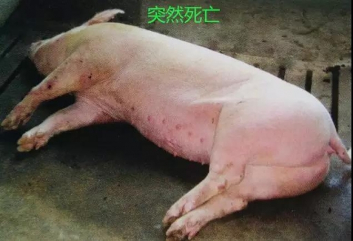 豬突發喘氣死亡，兇手到底是誰？