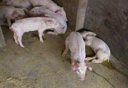 如何提高豬飼料中蛋白質的利用率？