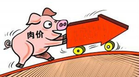 今日豬價分析：冬至、元旦臨近供應仍顯緊張