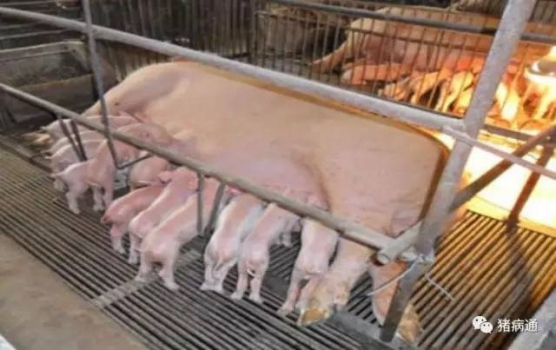 提高母豬初乳產量的關鍵因素是什么？