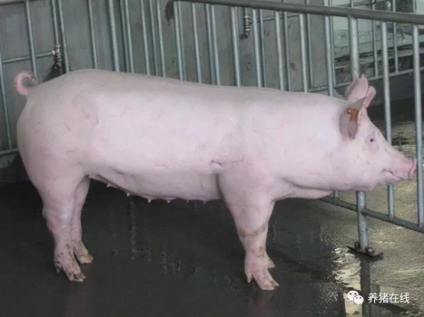 后備豬的飼養管理