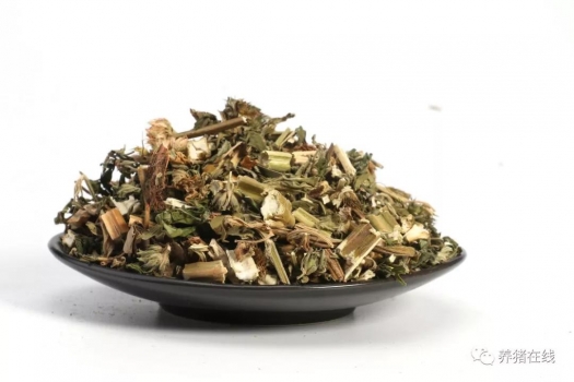 益母草對母豬的好處有哪些？