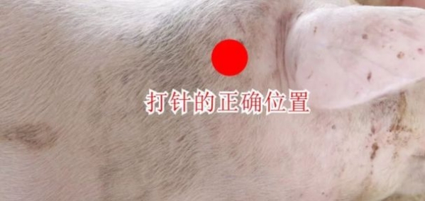 給豬打針，要多注意這4點(diǎn)！