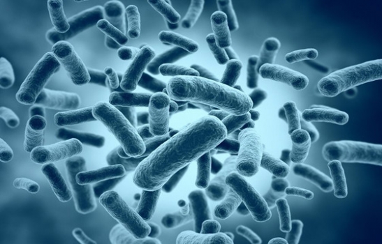 大腸桿菌K88攻毒對幼齡仔豬腸道離子載體和水通道蛋白表達的影響