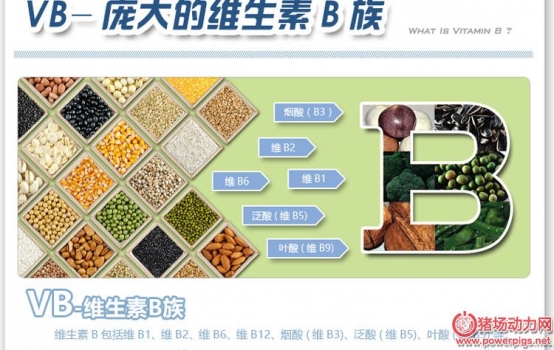 維生素B族在豬場(chǎng)的好處，養(yǎng)豬的人才懂！