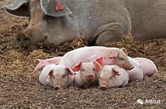 產房仔豬的飼養管理