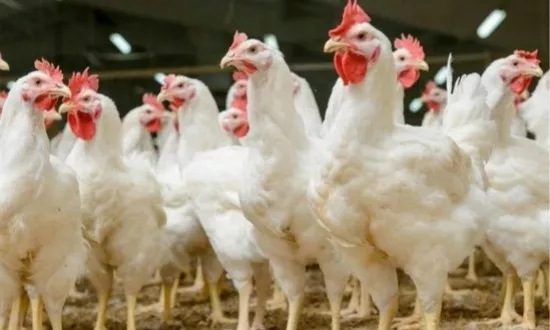 肉雞引種新渠道 肉雞巨頭益生股份又引進口萬只哈伯德曾祖代肉種雞