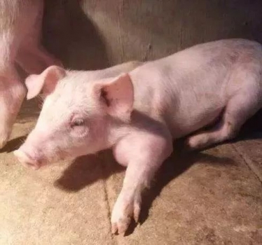 仔豬關(guān)節(jié)炎嚴(yán)重可致死亡，這些實(shí)用治療方法你知道嗎？