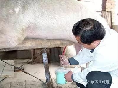 必修課 | 公豬精液質量優劣關系到豬場的根本