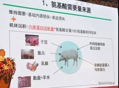 吳德教授：《懷孕母豬階段營養特點及不同飼喂模式》