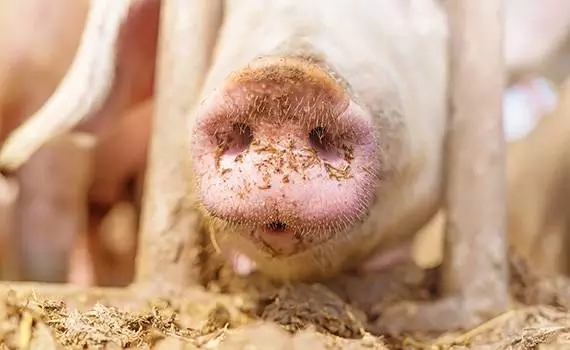 鄧敦博士：影響豬飼料適口性的因素及應對措施