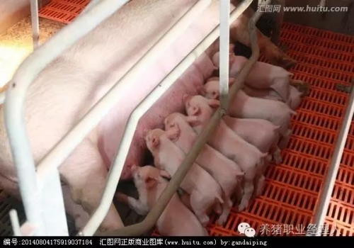 規(guī)模豬場保溫箱的使用和仔豬寄養(yǎng)原則