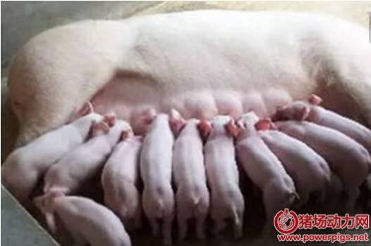怎樣防治母豬產(chǎn)后無乳及泌乳不足？