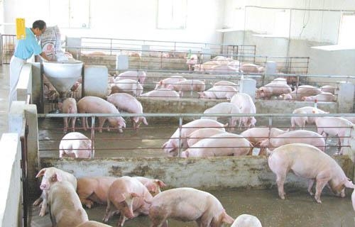 規(guī)模化豬場飼養(yǎng)規(guī)范--千方百計提高斷奶體重