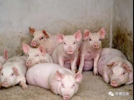 保育豬的飼養管理