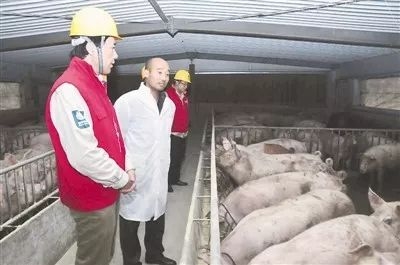 如何推動鄉村振興？農業部要求養豬業這么干