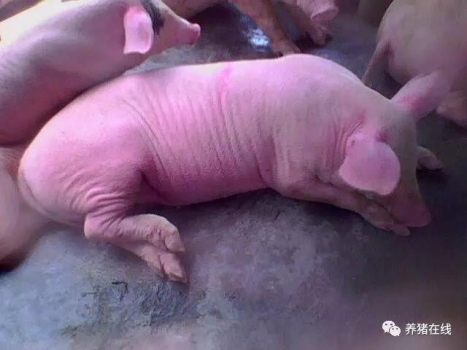 腦炎與乙腦的區別