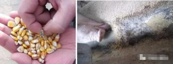 中國、美國、歐盟和加拿大的飼料中真菌毒素限量標準對比