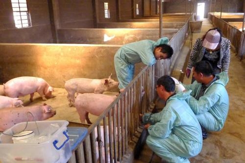 農業部強調鞏固動物防疫工作，推動先打后補政策落實