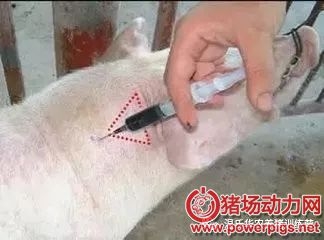 無針注射疫苗。減少疫苗損耗