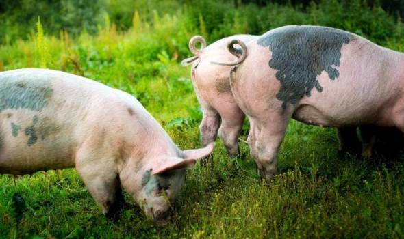 哪些抗生素將成雷區(qū)？農(nóng)業(yè)農(nóng)村部專家：12種獸用抗生素不宜被批準(zhǔn)