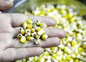 梅雨季節，飼料防霉6步走