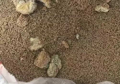 飼料發霉了怎么辦？這樣處理可以降低損失！