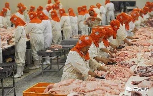 好消息！中央凍肉收儲真的來了，豬價有救了？