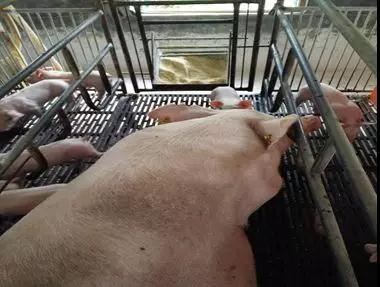 豬場發(fā)現(xiàn)丨母豬少吃61.14kg，窩斷奶重卻高6.36kg，差別在這