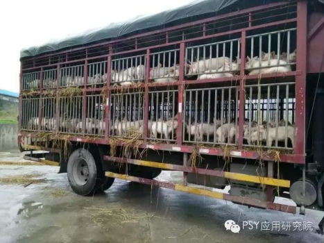 如何防治豬“運(yùn)輸應(yīng)激”綜合征？
