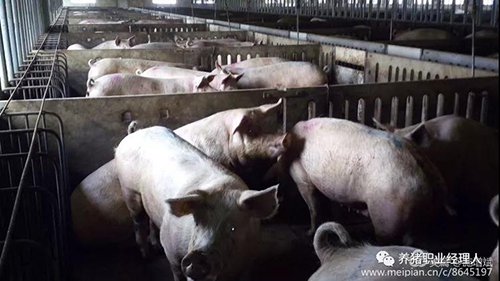 技術控 | 夏季縮短母豬產程的正確做法