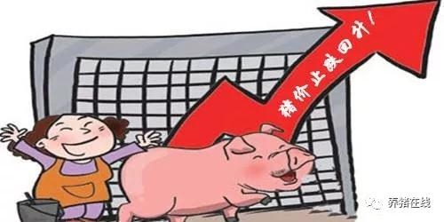 豬價企穩反彈 投資良機恐未至