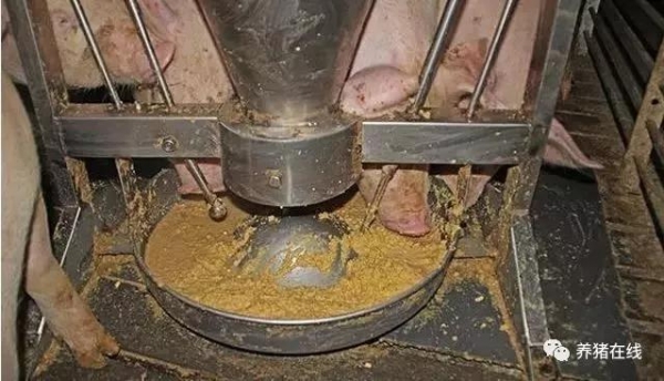 豬場飼料浪費也會間接導致虧損！