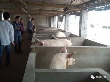 豬價漲勢迅猛，一線養豬人卻說這是虛的！為什么？