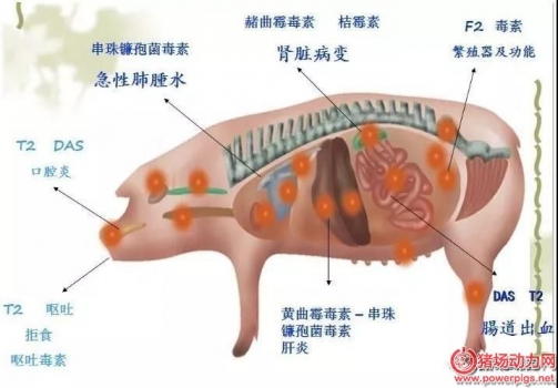 如何知道自己的豬場(chǎng)是否有霉菌毒素危害？