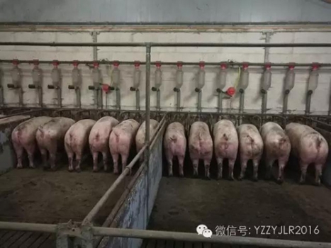 技術控 | 斷奶及后備母豬的催情要領與管理技術