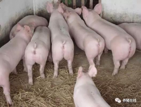 豬場管理堅持這7點，讓你的豬安全過夏！
