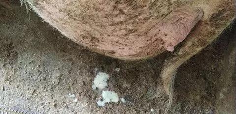 母豬產后如何正確護宮，減少子宮內膜炎的發生！