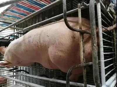 母豬產后第二天為什么不愿意給仔豬 放奶呢？