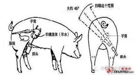 技術控|規模化豬場非生產天數的控制