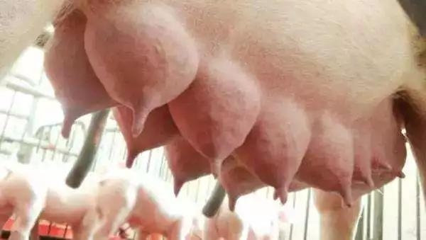如何提高母豬配種率和產(chǎn)子率？細(xì)節(jié)操作很詳細(xì)！