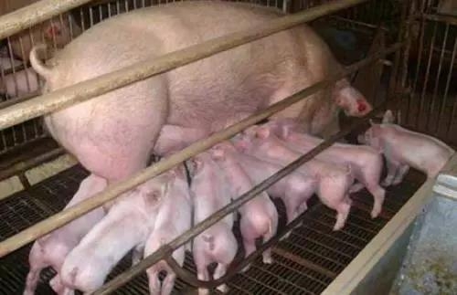母豬產后無乳少乳，養豬大師教您如何給母豬高效催乳！