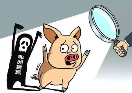為什么非洲豬瘟在中國傳播得更快？養(yǎng)豬人到底如何應(yīng)對？