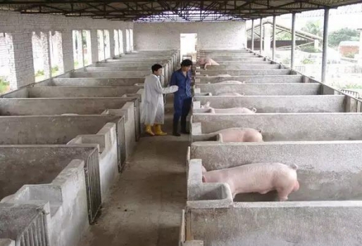 史上最全的母豬飼養(yǎng)方案（內(nèi)含24個(gè)要點(diǎn)，超級(jí)實(shí)用）