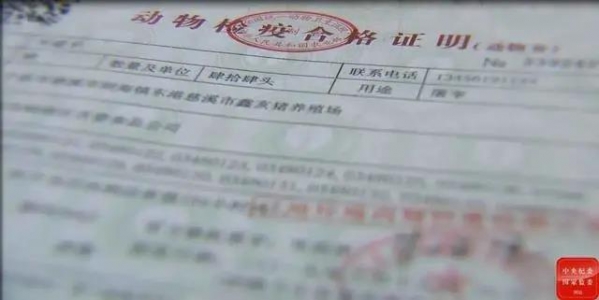 豬價高漲，賣豬水太深？實名舉報：不送錢拖著辦，錢到位違規(guī)也能辦！